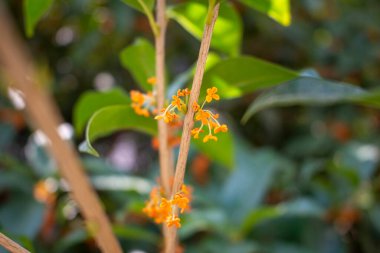 Bahçedeki portakal çiçeği