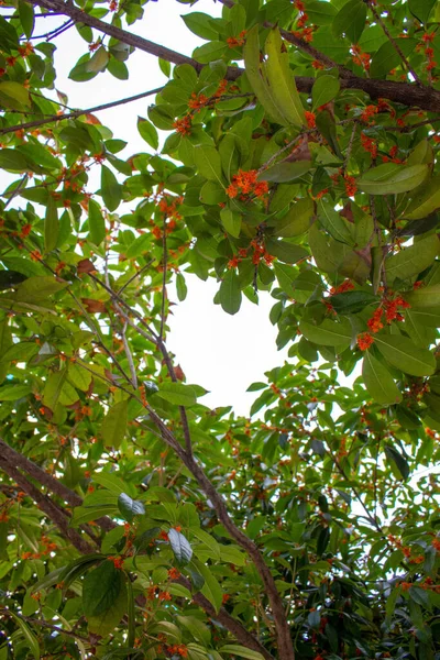 Zbliżenie Czerwonych Jagód Gałęziach Drzew — Zdjęcie stockowe