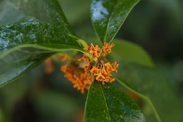 Оранжевый Цветок Саду Утреннем Свете — стоковое фото