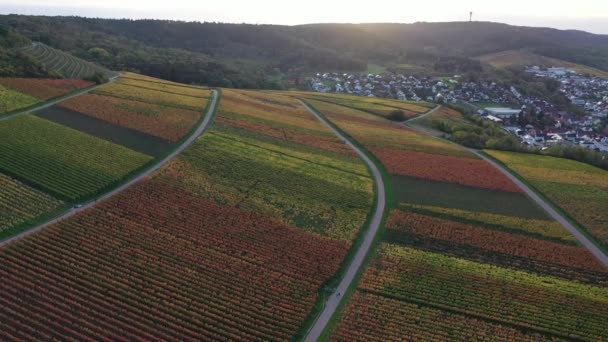 Vista Aérea Viñedo Del Sur Alemania Áreas Agrícolas Prados Bosques — Vídeos de Stock