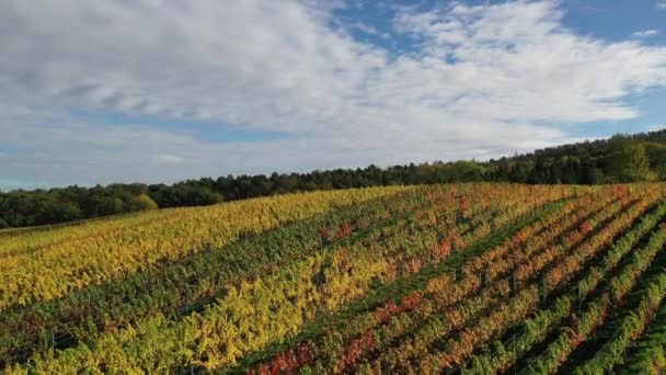 美しい秋の色で南ドイツのブドウ畑 農業地域 牧草地や森の空中ビュー スワビア バーデン ヴュルテンベルク — ストック動画
