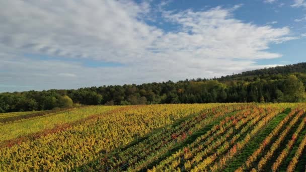 美しい秋の色で南ドイツのブドウ畑 農業地域 牧草地や森の空中ビュー スワビア バーデン ヴュルテンベルク — ストック動画
