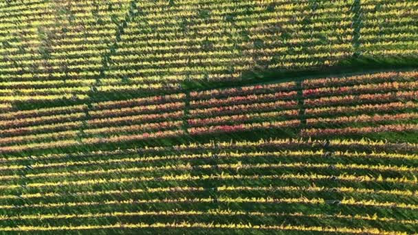 Luchtfoto Van Een Zuidelijke Duitse Wijngaard Landbouwgronden Weilanden Bos Prachtige — Stockvideo
