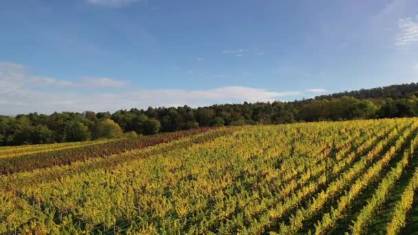 Vue Aérienne Vignoble Allemand Sud Des Zones Agricoles Des Prairies — Video