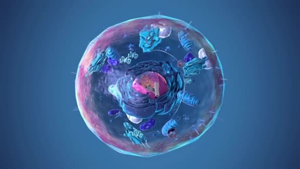 Eukarióta Sejtek Atommagok Organellák Plazmahártyák Összetevőinek Zökkenőmentes Forgása Beleértve Alfa — Stock videók