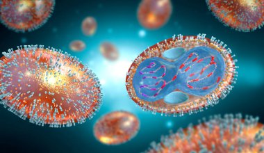 Cross section of a smallpox pathogen with cell membrane, nucleocapsid, cell wall and glycoproteins - 3d illustration clipart
