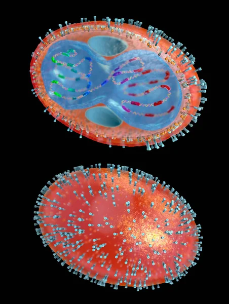 Поперечное Сечение Патогена Оспы Клеточной Мембраной Нуклеокапсидом Клеточной Стенкой Гликопротеинами — стоковое фото