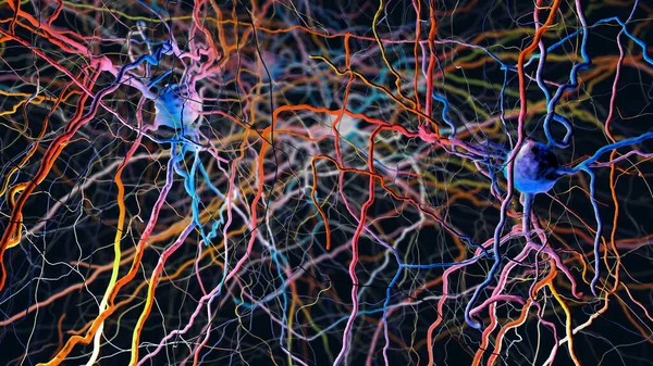 Нейроны Нервные Клетки Связанные Нейронной Сети Иллюстрация — стоковое фото