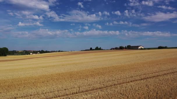 Vuelo Lento Sobre Campo Trigo Tierras Cultivo Sur Alemania Bajo — Vídeos de Stock