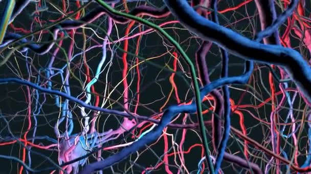 神経とニューロンとの顕微鏡ニューラルネットワークを介したスローフライト 3Dイラスト — ストック動画
