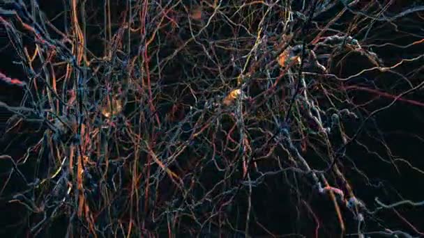 Neurális Hálózat Idegi Kapcsolatok Továbbító Szinapszisok Neuronok Vagy Idegsejtek Illusztráció — Stock videók