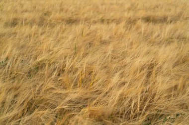 Yazın sonlarında, hasattan hemen önce kırsal alanda olgunlaşmış tahıl bitkilerinin olduğu bir tahıl tarlasına bakın.