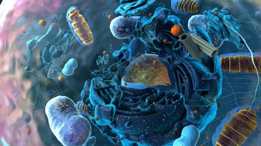 Ökaryotik hücre, çekirdek ve organel ve plazma zarının içinde altbirimler - 3d illüstrasyon