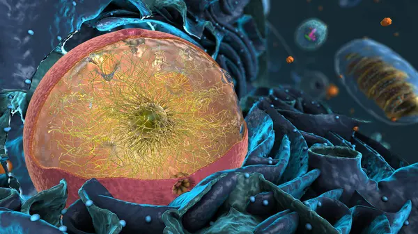 Organelles inside Eukaryote, focus on nucleus - 3d illustration