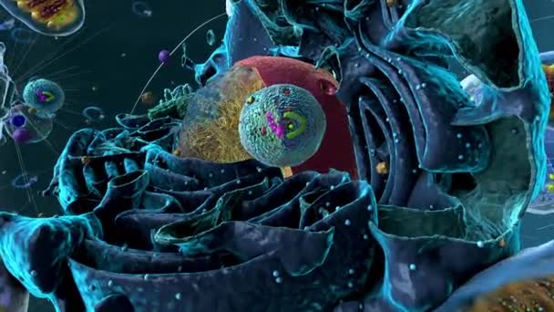 Organeller Inuti Eukaryote Eller Eukaryota Cell Med Fokus Lysosom Komponent — Stockvideo