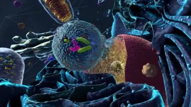 Bir ökaryot veya ökaryotik hücrenin içerisindeki organizasyonlar hücrenin bileşenini gösterir - 3d illüstrasyon