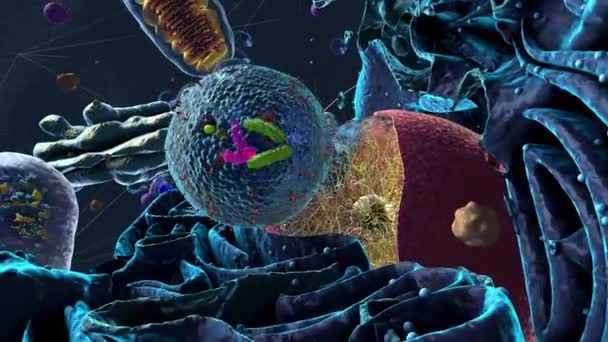 エカルヨーテまたは細胞の構成要素を示すエカルヨーテ細胞内のオルガン 3Dイラスト — ストック動画