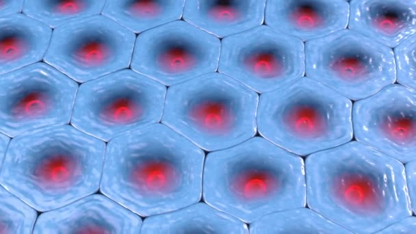 Desvanecerse Sobre Patrón Celular Células Hexagonales Con Núcleos Rojos Ilustración — Vídeo de stock