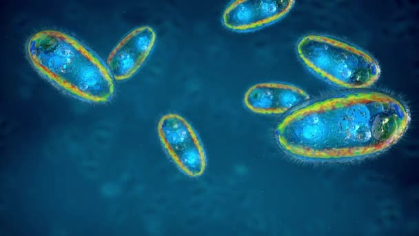 Närbild Parasitiska Protozoer Encelliga Eukaryoter Som Flyter Vätska Illustration — Stockvideo
