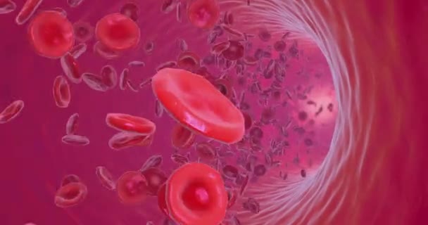 Blodceller Som Cirkulerar Inuti Ett Blodkärl Illustration — Stockvideo