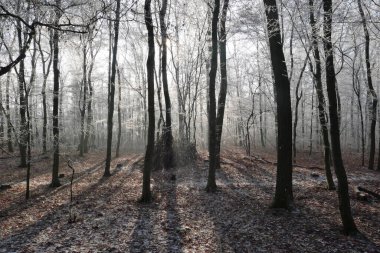 Kristal sessizlik ormanı kaplıyor, donmuş dalların buz gibi çiğ ile parıldadığı, kışın manzarasını el değmemiş beyaz bir harikalar diyarına dönüştürdüğü yer.