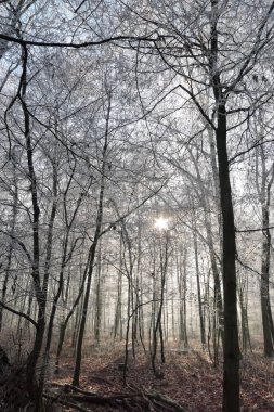 Kristal sessizlik ormanı kaplıyor, donmuş dalların buz gibi çiğ ile parıldadığı, kışın manzarasını el değmemiş beyaz bir harikalar diyarına dönüştürdüğü yer.