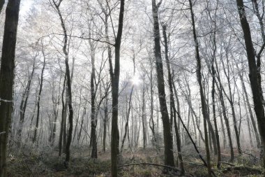 Kristal sessizlik ormanı kaplıyor, donmuş dalların buz gibi çiğ ile parıldadığı, kışın manzarasını el değmemiş beyaz bir harikalar diyarına dönüştürdüğü yer.