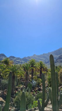 Kaktüsler, Kanarya Adaları 'nda, sıcak ve kuru iklime mükemmel uyum sağlayan parlak mavi gökyüzünün altında kurak volkanik manzaralar oluştururlar.