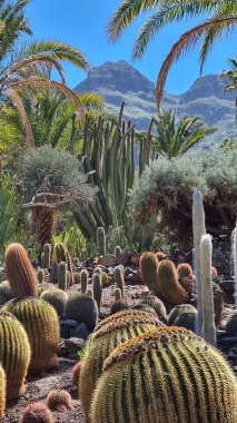 Kaktüsler, Kanarya Adaları 'nda, sıcak ve kuru iklime mükemmel uyum sağlayan parlak mavi gökyüzünün altında kurak volkanik manzaralar oluştururlar.