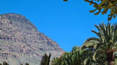 Kaktüsler, Kanarya Adaları 'nda, sıcak ve kuru iklime mükemmel uyum sağlayan parlak mavi gökyüzünün altında kurak volkanik manzaralar oluştururlar.
