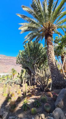 Kaktüsler, Kanarya Adaları 'nda, sıcak ve kuru iklime mükemmel uyum sağlayan parlak mavi gökyüzünün altında kurak volkanik manzaralar oluştururlar.