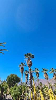 Kaktüsler, Kanarya Adaları 'nda, sıcak ve kuru iklime mükemmel uyum sağlayan parlak mavi gökyüzünün altında kurak volkanik manzaralar oluştururlar.