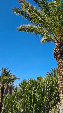 Kaktüsler, Kanarya Adaları 'nda, sıcak ve kuru iklime mükemmel uyum sağlayan parlak mavi gökyüzünün altında kurak volkanik manzaralar oluştururlar.