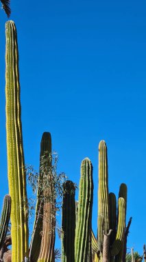 Kaktüsler, Kanarya Adaları 'nda, sıcak ve kuru iklime mükemmel uyum sağlayan parlak mavi gökyüzünün altında kurak volkanik manzaralar oluştururlar.