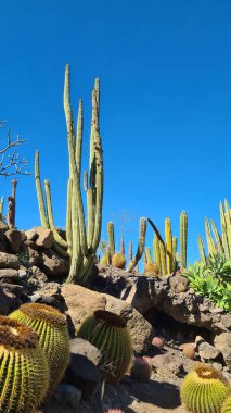 Kaktüsler, Kanarya Adaları 'nda, sıcak ve kuru iklime mükemmel uyum sağlayan parlak mavi gökyüzünün altında kurak volkanik manzaralar oluştururlar.