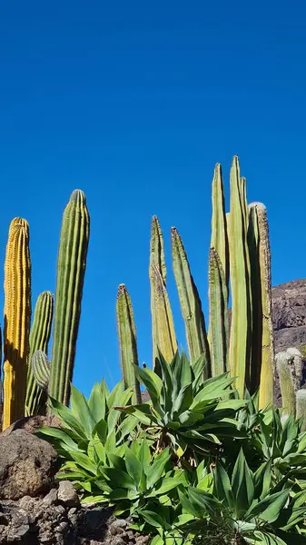 Kaktüsler, Kanarya Adaları 'nda, sıcak ve kuru iklime mükemmel uyum sağlayan parlak mavi gökyüzünün altında kurak volkanik manzaralar oluştururlar.