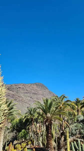 Kaktüsler, Kanarya Adaları 'nda, sıcak ve kuru iklime mükemmel uyum sağlayan parlak mavi gökyüzünün altında kurak volkanik manzaralar oluştururlar.
