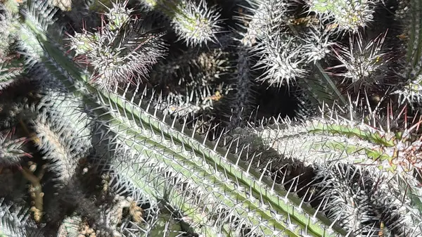 Kaktüsler, Kanarya Adaları 'nda, sıcak ve kuru iklime mükemmel uyum sağlayan parlak mavi gökyüzünün altında kurak volkanik manzaralar oluştururlar.