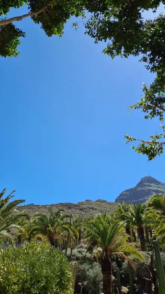 Kaktüsler, Kanarya Adaları 'nda, sıcak ve kuru iklime mükemmel uyum sağlayan parlak mavi gökyüzünün altında kurak volkanik manzaralar oluştururlar.