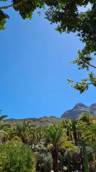 Kaktüsler, Kanarya Adaları 'nda, sıcak ve kuru iklime mükemmel uyum sağlayan parlak mavi gökyüzünün altında kurak volkanik manzaralar oluştururlar.