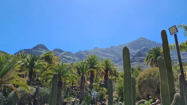 Kaktüsler, Kanarya Adaları 'nda, sıcak ve kuru iklime mükemmel uyum sağlayan parlak mavi gökyüzünün altında kurak volkanik manzaralar oluştururlar.