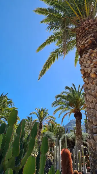 Kaktüsler, Kanarya Adaları 'nda, sıcak ve kuru iklime mükemmel uyum sağlayan parlak mavi gökyüzünün altında kurak volkanik manzaralar oluştururlar.