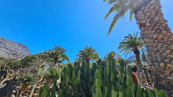 Kaktüsler, Kanarya Adaları 'nda, sıcak ve kuru iklime mükemmel uyum sağlayan parlak mavi gökyüzünün altında kurak volkanik manzaralar oluştururlar.