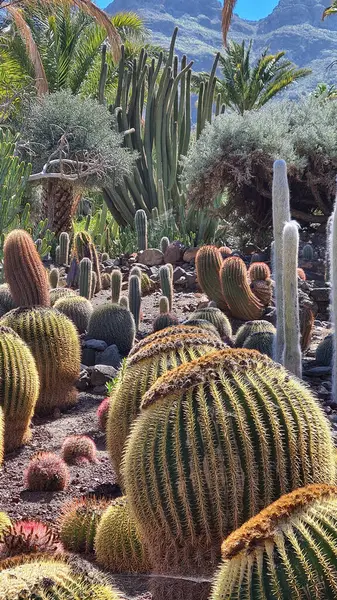 Kaktüsler, Kanarya Adaları 'nda, sıcak ve kuru iklime mükemmel uyum sağlayan parlak mavi gökyüzünün altında kurak volkanik manzaralar oluştururlar.