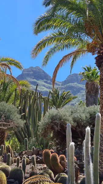 Kaktüsler, Kanarya Adaları 'nda, sıcak ve kuru iklime mükemmel uyum sağlayan parlak mavi gökyüzünün altında kurak volkanik manzaralar oluştururlar.