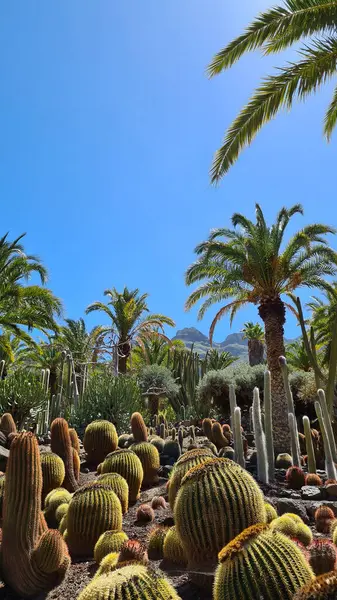 Kaktüsler, Kanarya Adaları 'nda, sıcak ve kuru iklime mükemmel uyum sağlayan parlak mavi gökyüzünün altında kurak volkanik manzaralar oluştururlar.