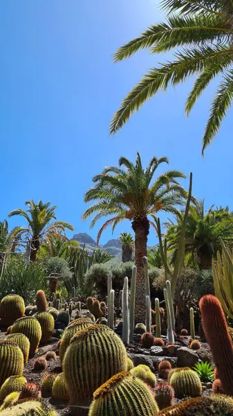 Kaktüsler, Kanarya Adaları 'nda, sıcak ve kuru iklime mükemmel uyum sağlayan parlak mavi gökyüzünün altında kurak volkanik manzaralar oluştururlar.