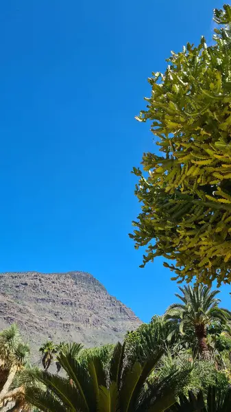 Kaktüsler, Kanarya Adaları 'nda, sıcak ve kuru iklime mükemmel uyum sağlayan parlak mavi gökyüzünün altında kurak volkanik manzaralar oluştururlar.