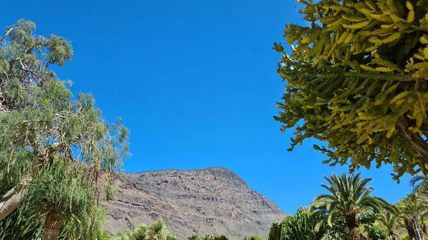 Kaktüsler, Kanarya Adaları 'nda, sıcak ve kuru iklime mükemmel uyum sağlayan parlak mavi gökyüzünün altında kurak volkanik manzaralar oluştururlar.