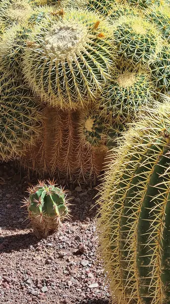 Kaktüsler, Kanarya Adaları 'nda, sıcak ve kuru iklime mükemmel uyum sağlayan parlak mavi gökyüzünün altında kurak volkanik manzaralar oluştururlar.